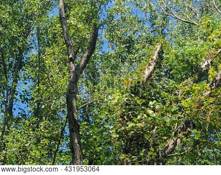 Trees And Skies Of The Virginia Wetlands