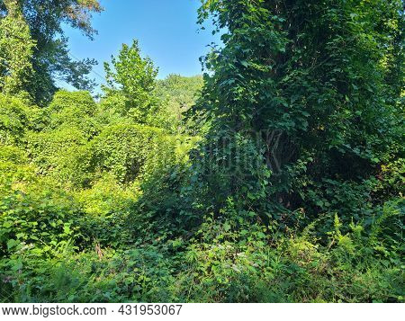 Trees And Skies Of The Virginia Wetlands