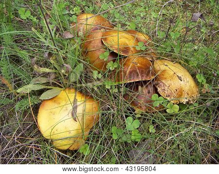 Funghi luteus (Suillus luteus)