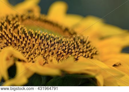 Sunflower With Green Bud Sunflower Blossom - Healthy Lifestyles, Ecology, Organic Farming, Smallhold