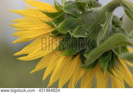 Sunflower With Green Bud Sunflower Blossom - Healthy Lifestyles, Ecology, Organic Farming, Smallhold