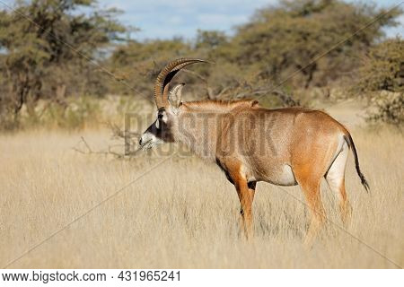 A rare roan antelope (Hippotragus equinus) in natural habitat, Mokala National Park, South Africa