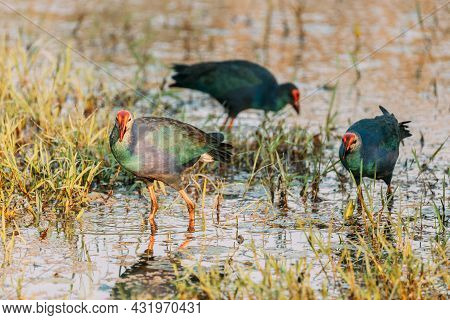 Goa, India. Three Grey-headed Swamphen Birds In Morning Looking For Food In Swamp. Porphyrio Polioce