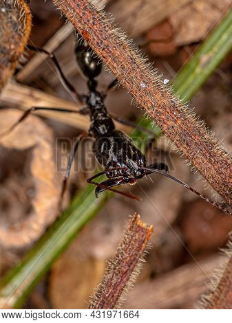 Adult Trap-jaw Ant Of The Genus Odontomachus