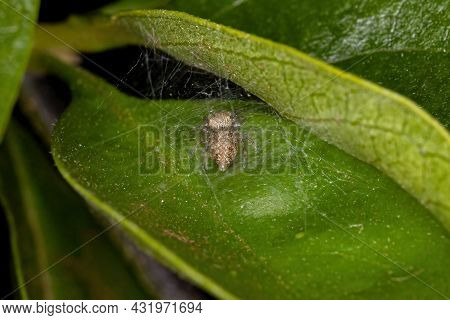 Small Jumping Spider Of The Subtribe Dendryphantina
