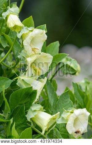 Cup And Saucer (cobaea Scandens) Vine