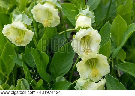 Cup And Saucer (cobaea Scandens) Vine