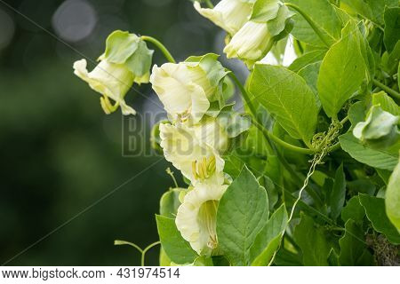 Cup And Saucer (cobaea Scandens) Vine