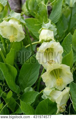 Cup And Saucer (cobaea Scandens) Vine
