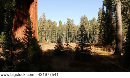 Sequoia Forest, Redwood Trees In National Park, Northern California, Usa. Old-growth Woodland Near K