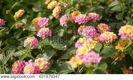 Lantara Camara Yellow Pink Flower In Garden California Usa. Umbelanterna Springtime Pure Colorful Bl