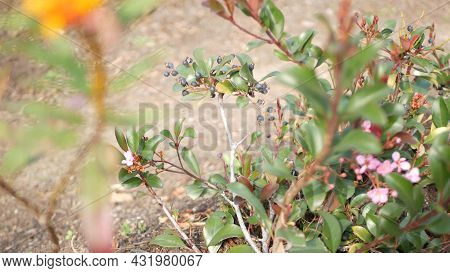 Indian Hawthorn Pink Flower, California Usa. Rhaphiolepis Springtime Fresh Bloom, Romantic Botanical