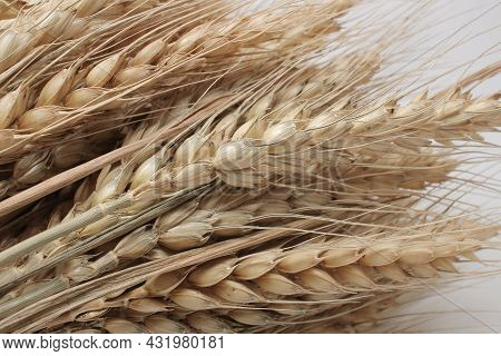 A Wheat Ears Isolated, Dry Barley Rice Isolated On White Background