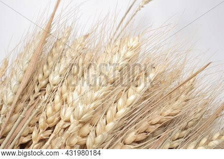 A Wheat Ears Isolated, Dry Barley Rice Isolated On White Background