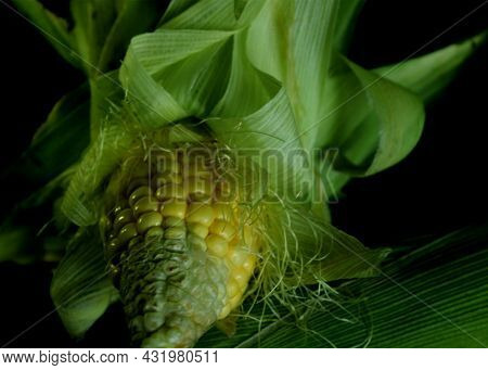 Raw Corn - Ripped Off - Sweetcorn, Sugar Corn, And Pole Corn