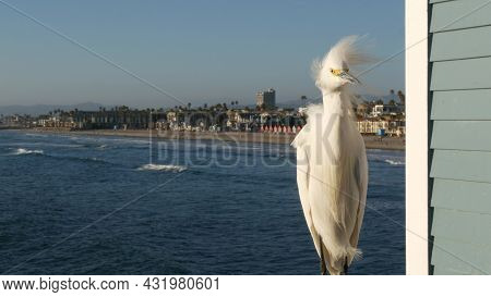 White Snowy Egret On Wooden Pier Railings, Oceanside Boardwalk, California Usa. Ocean Beach, Sea Wat