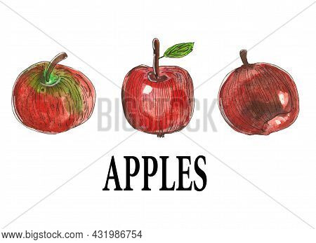 A Set Of Ripe Apples Painted In Watercolor