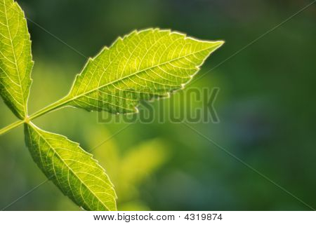 Green Leaf