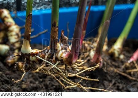 Fresh Galangal. Greater Galangal, False Galangal, Alpinia Galanga (l.) Willd. Stalks, Thailand Herb 