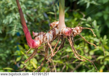 Fresh Galangal. Greater Galangal, False Galangal, Alpinia Galanga (l.) Willd. Stalks, Thailand Herb 
