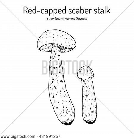Red-capped Scaber Stalk Leccinum Aurantiacum , Edible Mushroom. Hand Drawn Botanical Vector Illustra