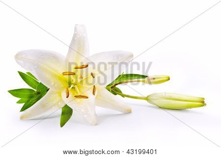 Arte fiore di giglio di Pasqua isolata On White Background