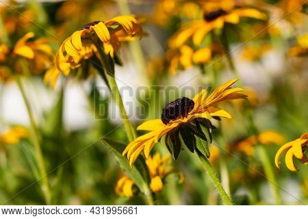 Echinacea Paradoxa, A Happy Crowded Bunch Of Yellow Coneflowers Outdoors In Bright Sunlight.