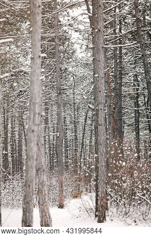 Pine Forest Tree Trunks And Spruce Covered With Snow On A Winter Day. Beautiful Natural Textured For