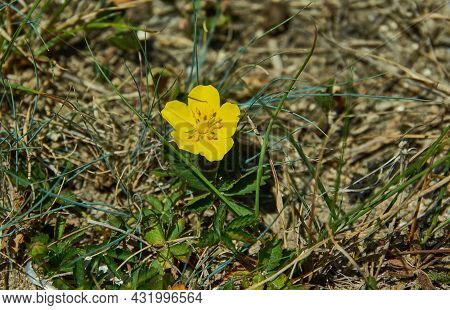 Potentilla Multifida,  Species Of Annual, Biennial And Perennial Herbaceous Flowering Plants In The 