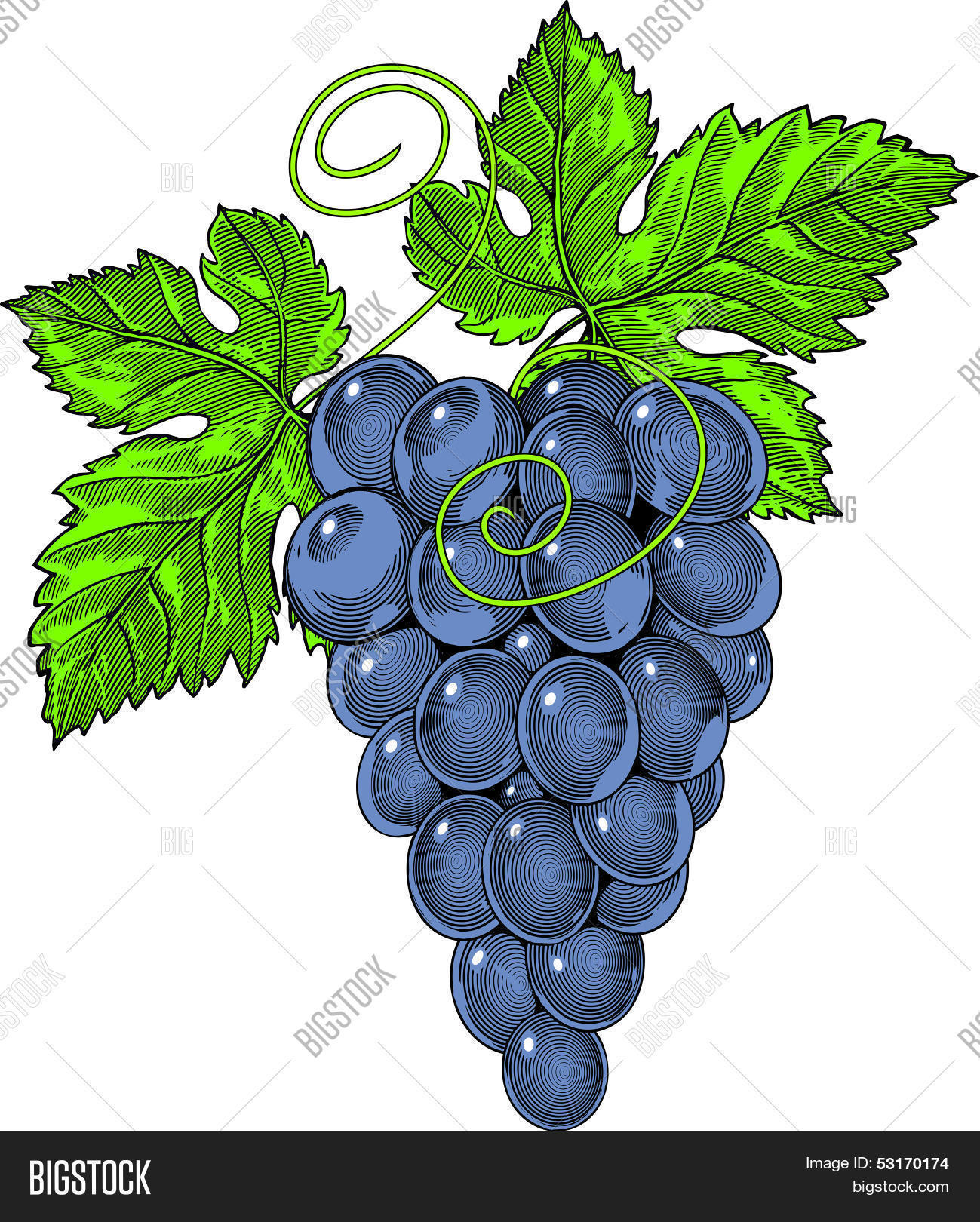 Grapes Vintage Vector & Photo (Free Trial) Bigstock