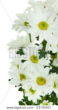 Beautiful white chrysanthemum isolated on white