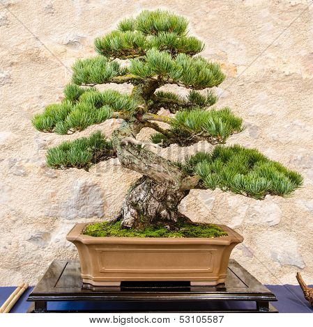 Japanese Five Needle Pine (pinus Parvifolia) As Bonsai Tree