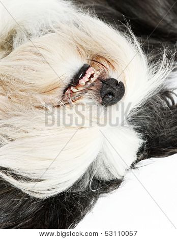 Sheepdog on white background 