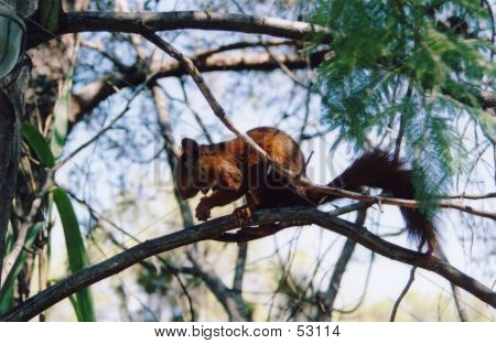 Punainen orava