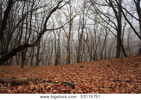 Misty Forest