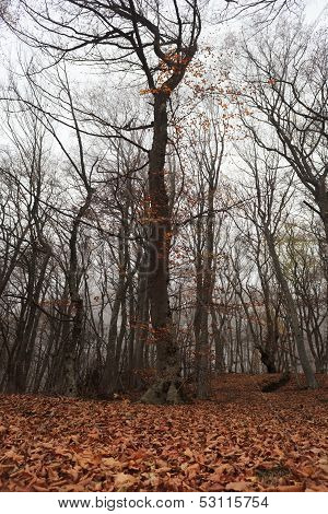 Fog In Forest