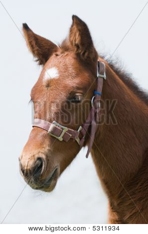 cute Pferd