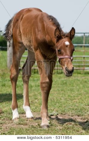 cute Pferd.