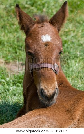 cute Pferd ruhelosigkeit