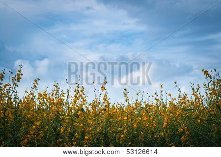 Field Of Sunhemp Flower With Blue Sky