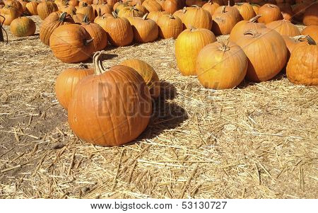 Ripe Orange Pumpkins
