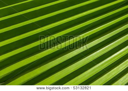Palm Leaf