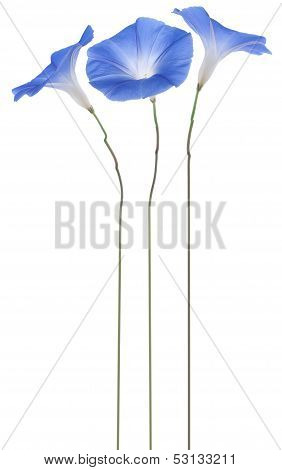Morning Glory
