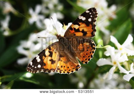 Schmetterling
