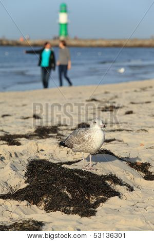 Beach Bird