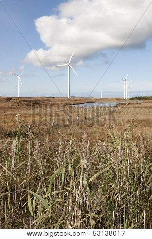 Long Grass And Bogland With Wind Turbines