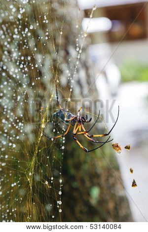 Palm spider after the rain.