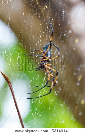 Palm spider after the rain