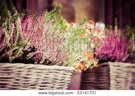 Pink And Purple Heather In Decorative Flower Pot