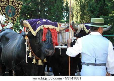 Bulls with handler at Romeria San Bernabe, Spain.
